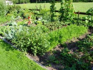 allotment with vegetable patch